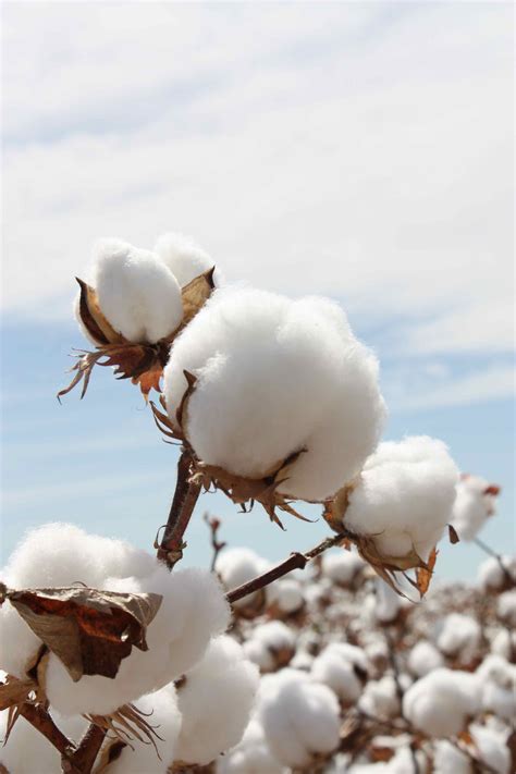 Pin By Sayo Hirayama On Cotton Plants Cotton Plant Artificial Plants