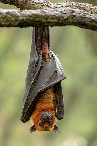 Large Malayan Flying Fox Pteropus Vampyrus Bat Hanging From A Branch