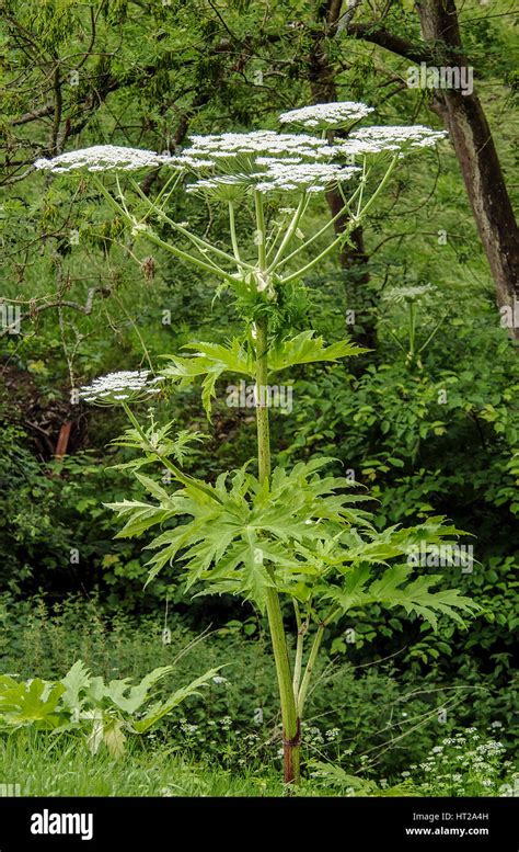 Giant Hogweed Poisonous Plant Weed Stock Photo Alamy