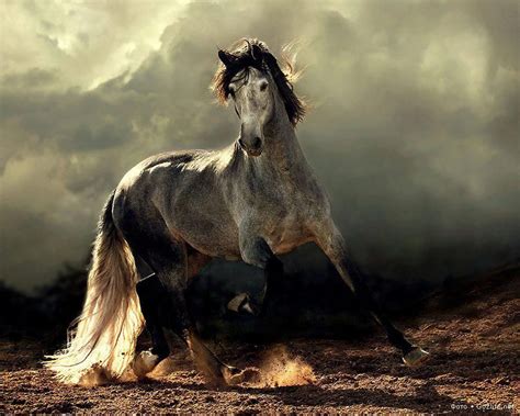 Majestic And Elegant Horses Most Beautiful Horses Horse Pictures