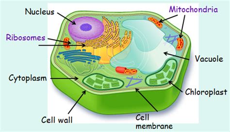Biology Notes For Matric Students A Cell