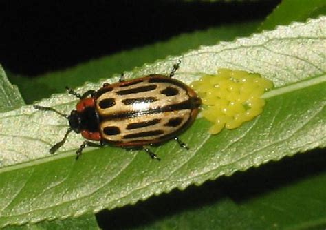 Cottonwood Leaf Beetle Laying Eggs Chrysomela Scripta Bugguidenet