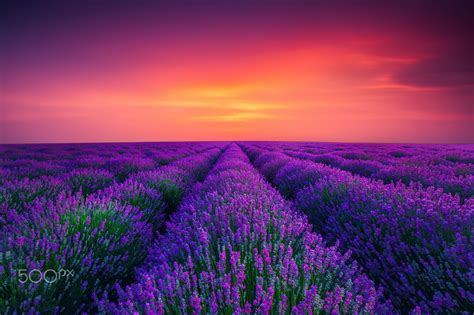 Lavender Field In Provence By Valentin Valkov On 500px Lavender