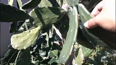 Growing Prickly Pear Cactus Rooting Cactus Pads Part 1 Youtube