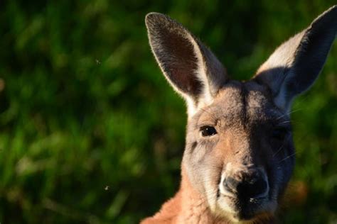 90 Kangaroo Tongue Stock Photos Pictures And Royalty Free Images Istock