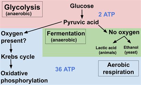 Anaerobic Metabolism Vs Aerobic Metabolism