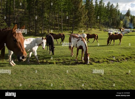 Horses At The Artemis Acres Guest Ranch In Kalispell Montana Just