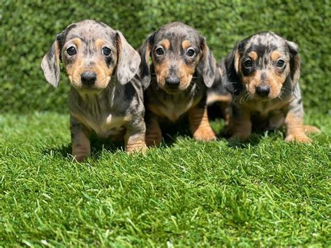 Miniature Dapple Dachshund Puppies In Houston Renfrewshire Gumtree