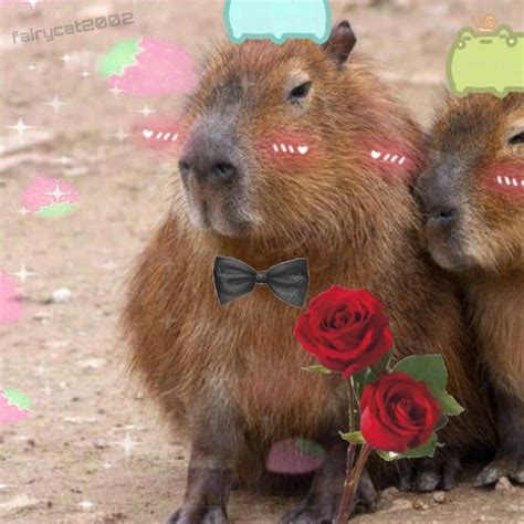 Capybara Kaufen