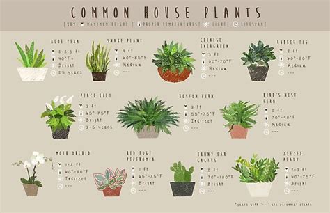 Common House Plants Infographic Poster By Amakiyo Redbubble