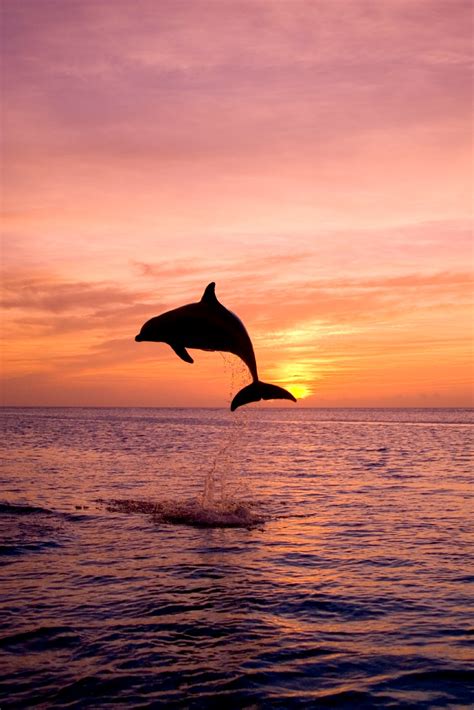 World Resources Archive Dolphin Jumping In The Ocean Sea At Sunset