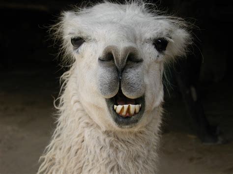 Free Smiling Llama Stock Photo