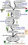 Historia evolutiva de las plantas - Wikipedia, la enciclopedia libre ...
