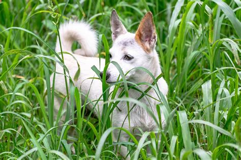 Perro Cachorro Mascota Foto Gratis En Pixabay Pixabay