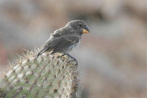 Galapagos Birding Tours Wildlife Birdwatching Tours Birdquest