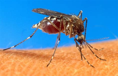 Sarasota County Malaria Cases Prompt Statewide Mosquito Advisory
