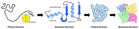 Protein Structure Bioninja