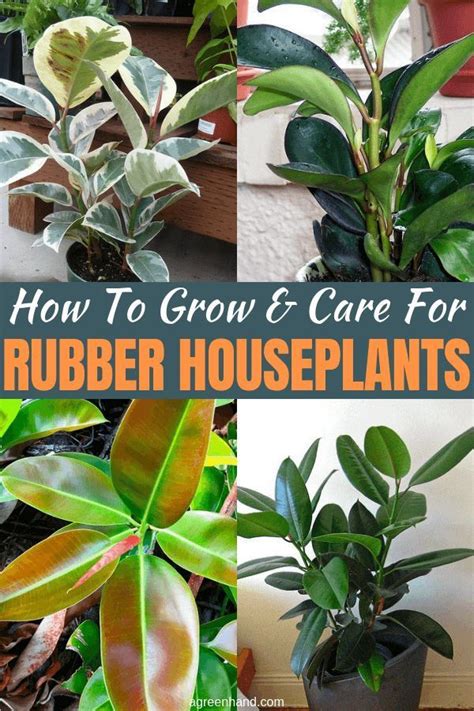 The Rubber Plant Ficus Elastica Is One Of The Most Popular
