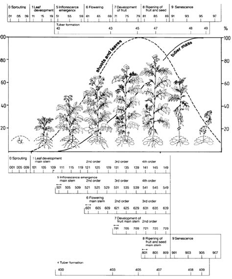 How big will my cat get? Potato vegetation stages BBCH Monograph | Download ...