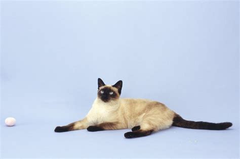 Siamese cats are meant to have blue eyes. What Does "Seal Point Cat" Mean? - Pets