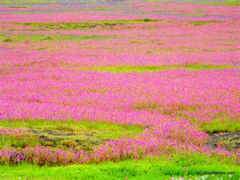 If you are planning to visit valley of must read this. Kaas Plateau - The Valley of Flowers | Cloud9miles ...