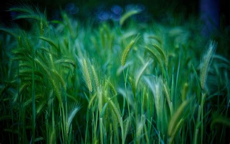 Landscape Photography Of Wheat Hd Wallpaper Wallpaper Flare