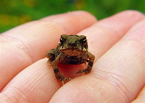 Totally Tubular Tiny Toads Baby Animal Zoo