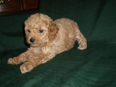 Toy Poodle Puppy Apricot Girl Ckc Registered Gorgeous For