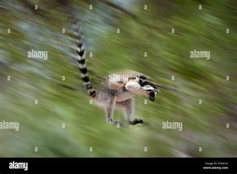 Ring Tailed Lemur Lemur Catta Leaping Through Canopy Carrying Infant