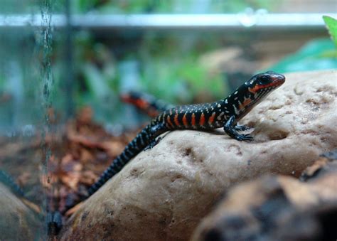 One Of Our Captive Bred Baby Fire Skinks Reptile Room Reptiles And