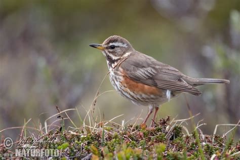 Turdus Iliacus Pictures Red Wing Images Nature Wildlife Photos Naturephoto