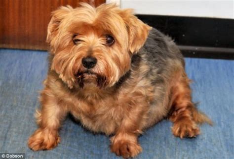 How To Help Your Overweight Yorkie Lose Weight Yorkie Passion