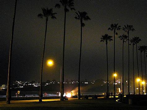 Free Picture Palm Trees Beaches Night