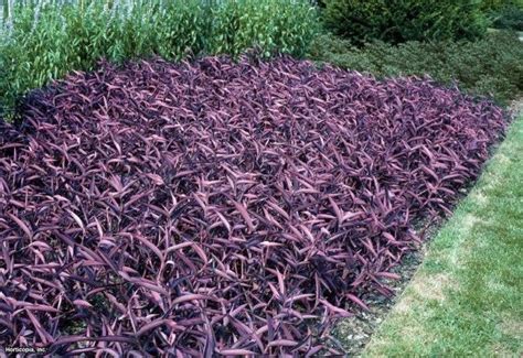 Purple Heart Plants Drought Tolerant Plants