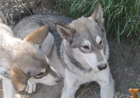 Wolf Hybrid Puppies For Saleexotic Animals For Saletop Exoticpets