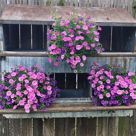 Country Living Instagram Posts Plants Country Life Plant Outdoor