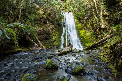Waterfall In Rain Forest Olympic National Park Stock Image Image Of