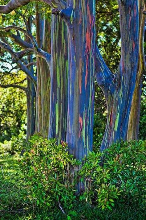 Rainbow Eucalyptus Tree In Hawaii And Philippines Árbol De Eucalipto