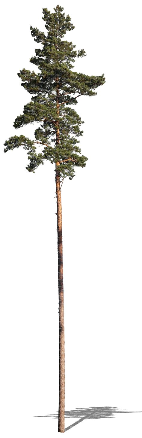 Tall Pine Tree Cut Out Trees And Plants Vishopper