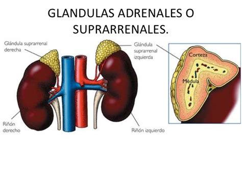 La Glándula Suprarrenal Medicina Orto Regenerativa