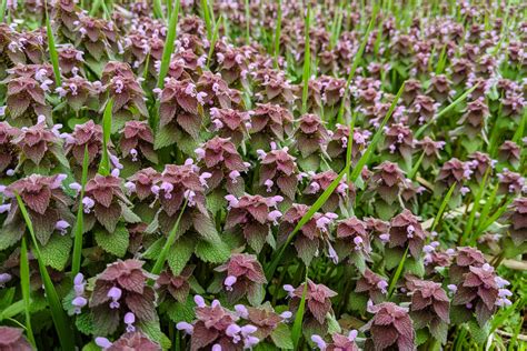 Eight Springtime Wildflowers You Can Eat Chesapeake Bay Program