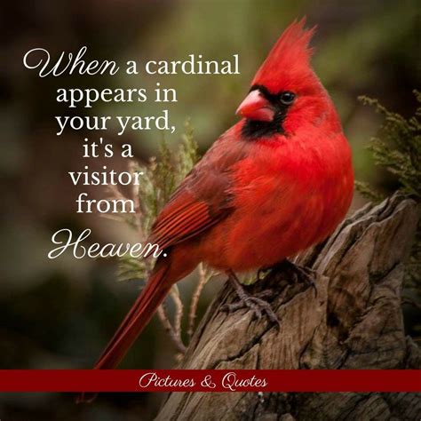 Pin On Cardinal Birds