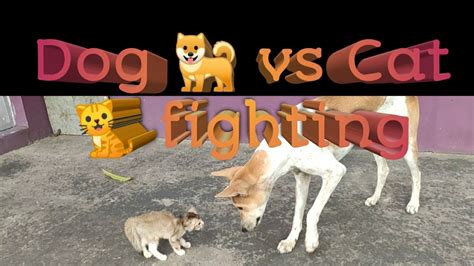 Dog Vs Cat Funny Fighting Youtube