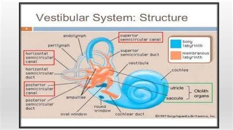 Vestibular Apparatus Involved In Balancing And Hearing Process