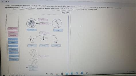 Solved Part A The Figure Shows The Eukaryotic Chromosome As