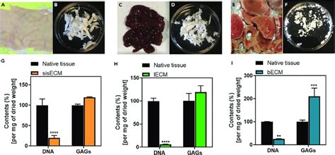 Decellularization And Characterization Process Three Organs Were