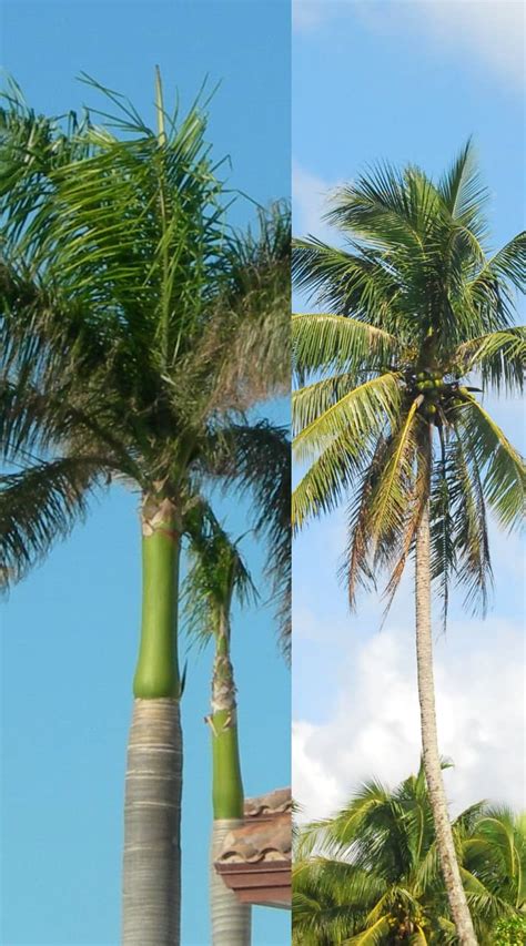 Coconut Tree Vs Palm Tree Whats The Difference Plants Craze