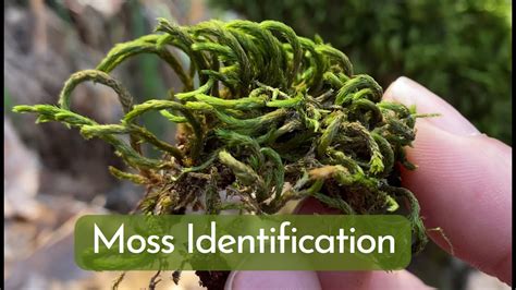 Moss Identification And Basic Information For 9 Most Common Mosses