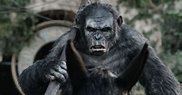 koba. dawn of the planet of the apes | Planet of the apes, Dawn of the ...