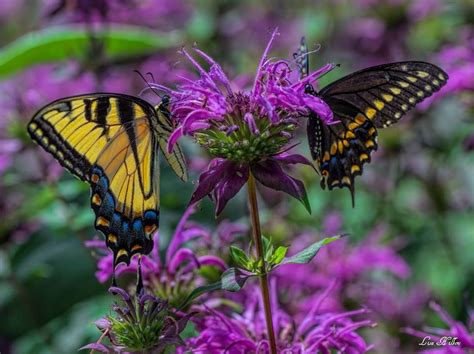 Beautiful Butterflies On Purple Flowers Swallowtail Flower Pictures